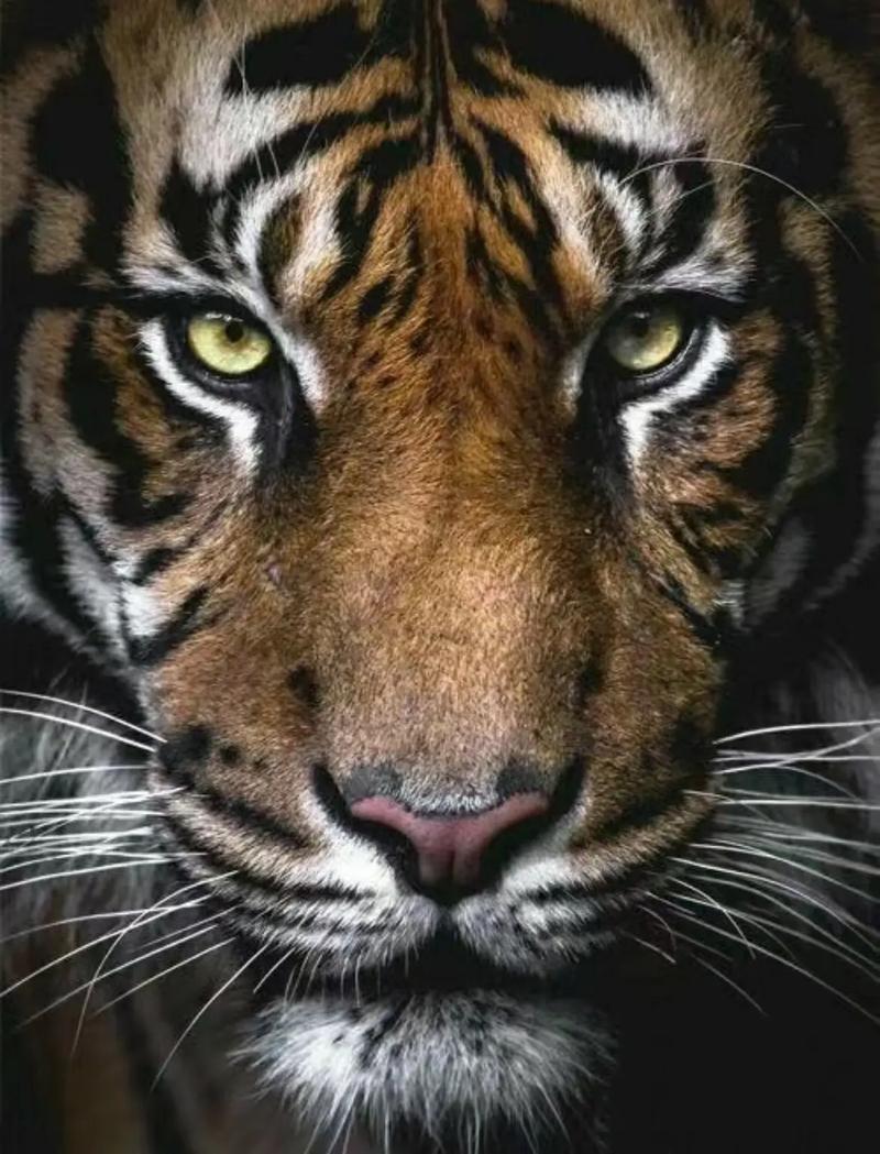 The Eastern magic that revitalizes its glory（800）